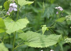Lunaria rediviva