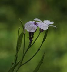 Lunaria rediviva