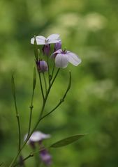 Lunaria rediviva
