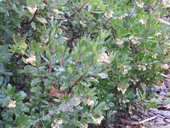 Arbutus unedo