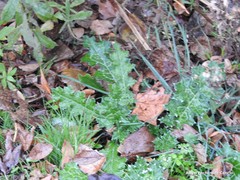 Carduus pycnocephalus