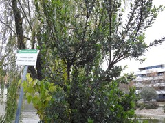 Arbutus unedo