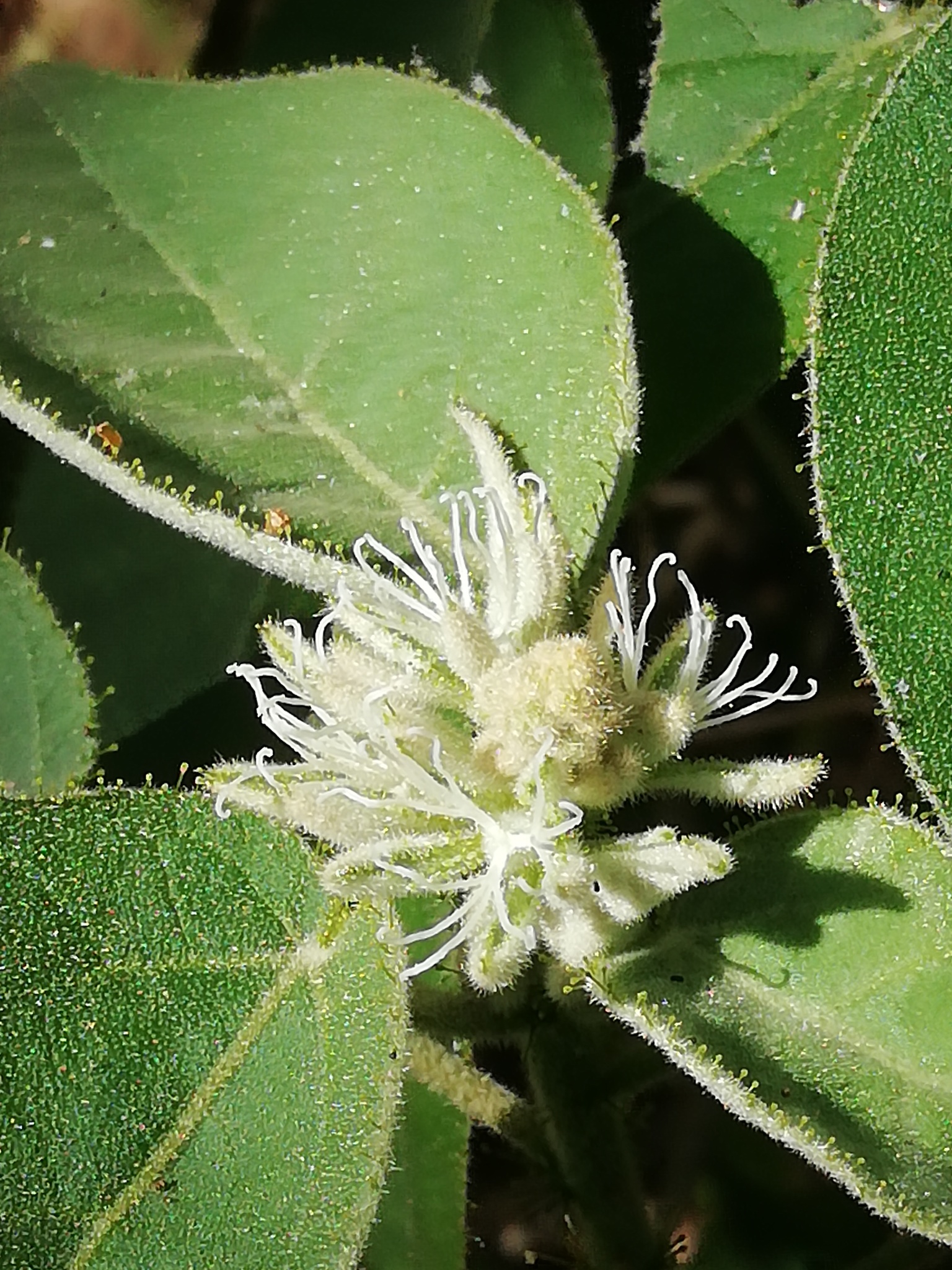 Croton ciliatoglandulifer