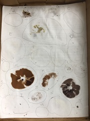 Gloeophyllaceae