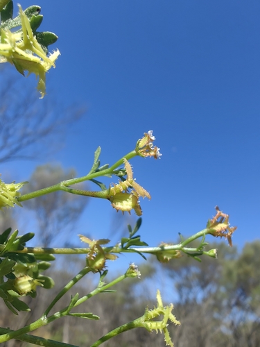 Trachymene ceratocarpa