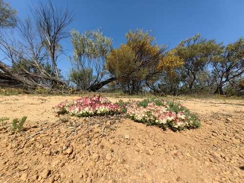 Wreath Leschenaultia