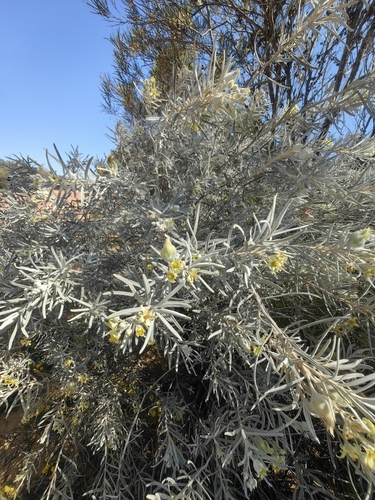 Ricinocarpos velutinus