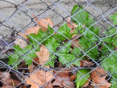 Carduus pycnocephalus