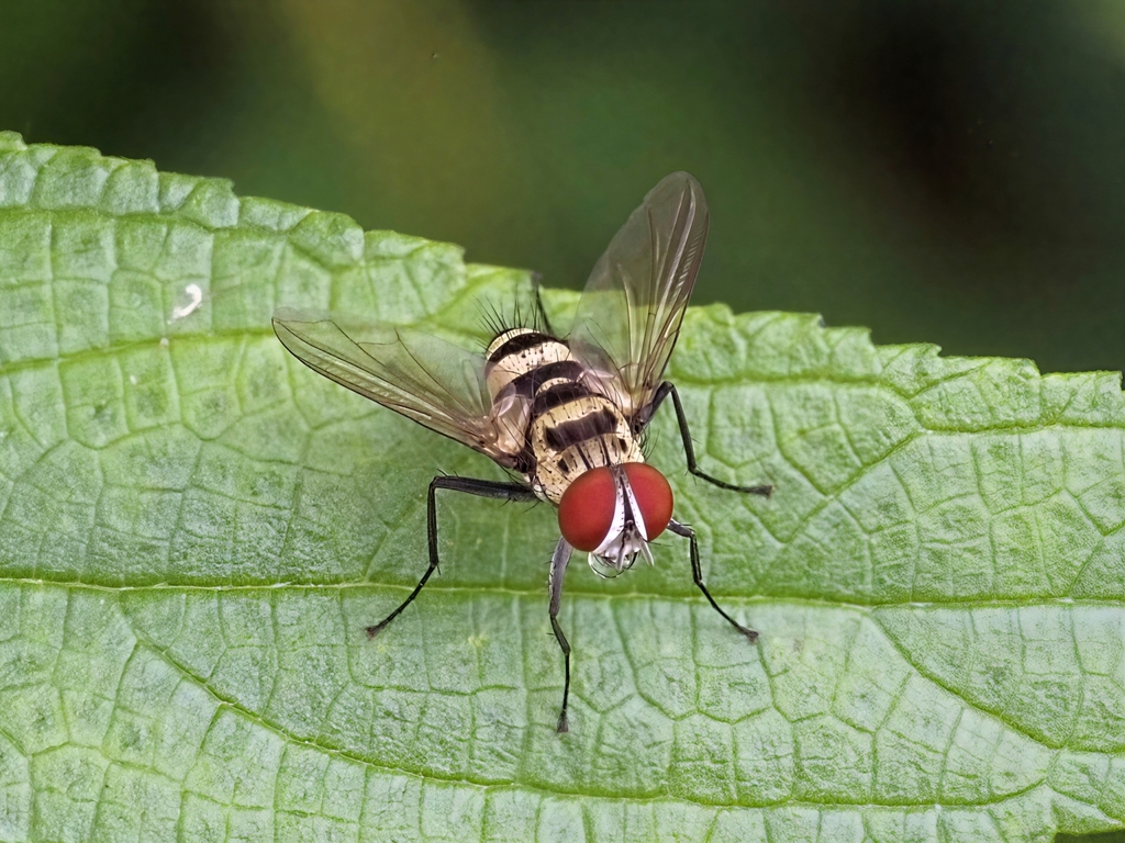 Urodexia penicillum