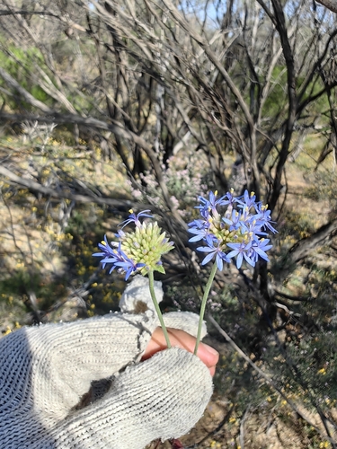 blue pincushion