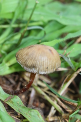 Psilocybe mexicana