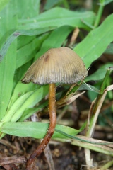 Psilocybe mexicana