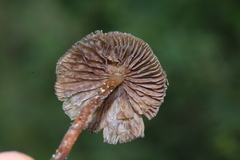 Psilocybe mexicana