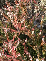 Calluna