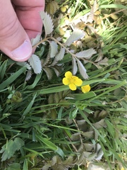 Argentina anserinoides