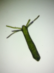 Hydra viridissima