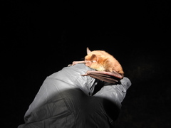 Myotis austroriparius