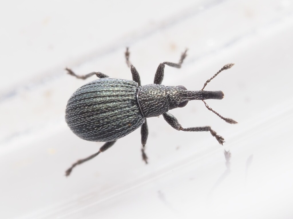 Hemitrichapion waltoni