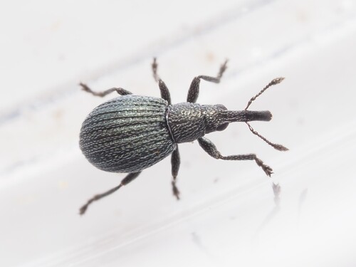 Hemitrichapion waltoni