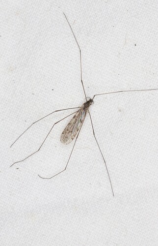 Unknown species found near Thunder Bay District, ON, Canada