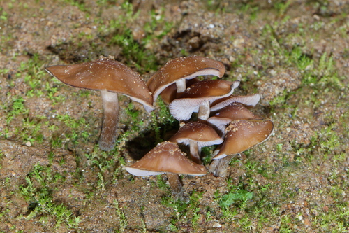 Psilocybe muliercula