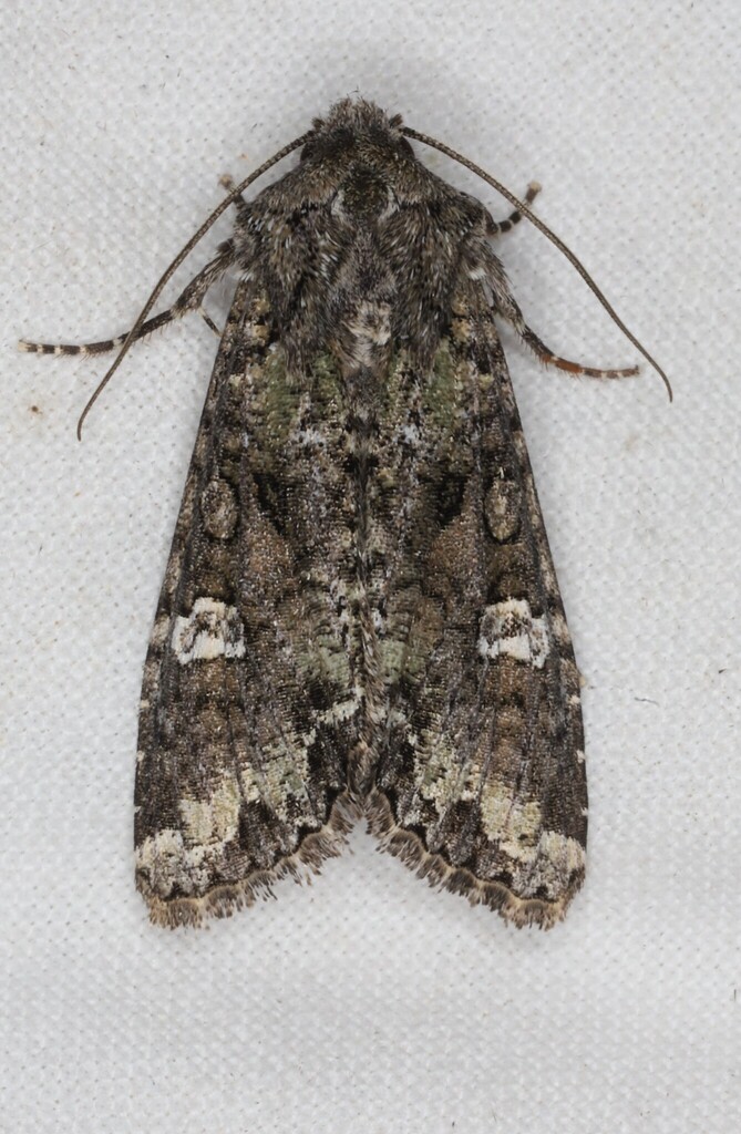 bertha armyworm
