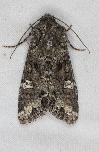bertha armyworm