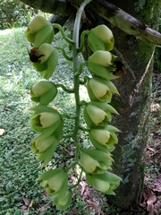 Catasetum
