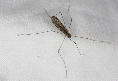Unknown species found near Thunder Bay District, ON, Canada