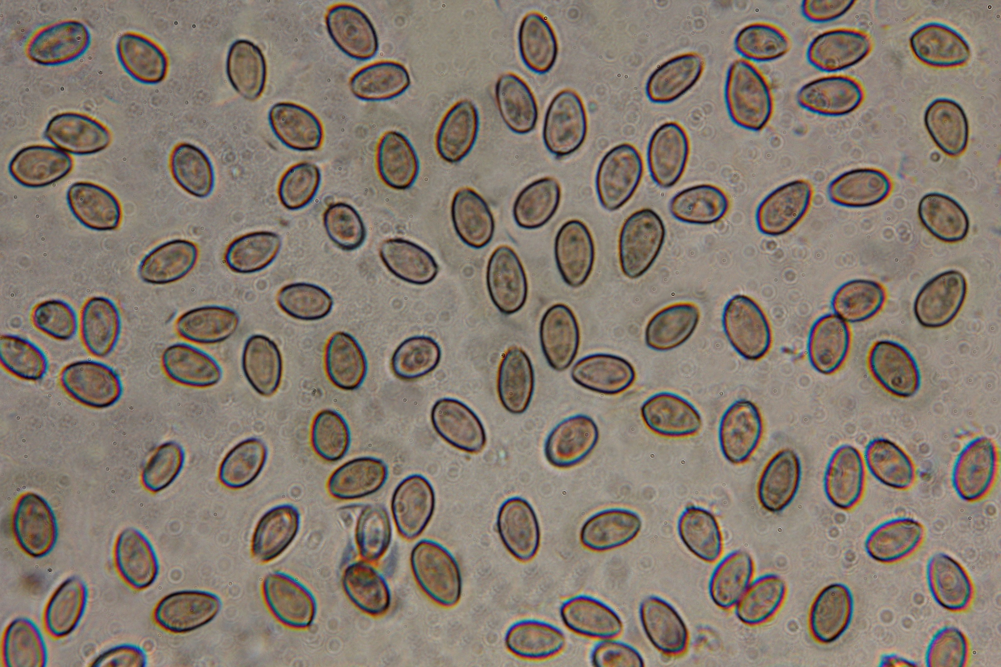 Psilocybe muliercula image
