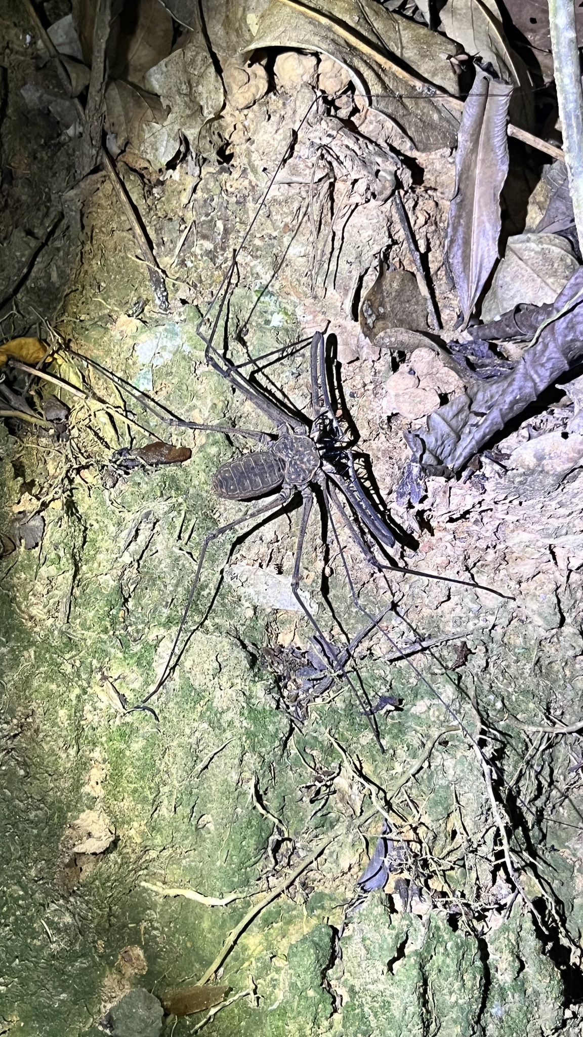 Heterophrynus batesii (Butler, 1873)