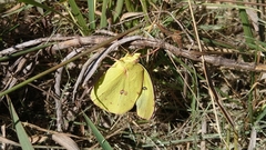 Zerene cesonia cesonia