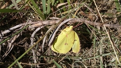 Zerene cesonia cesonia