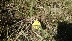 Zerene cesonia cesonia