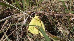 Zerene cesonia cesonia