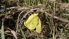 Zerene cesonia cesonia