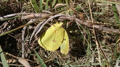 Zerene cesonia cesonia