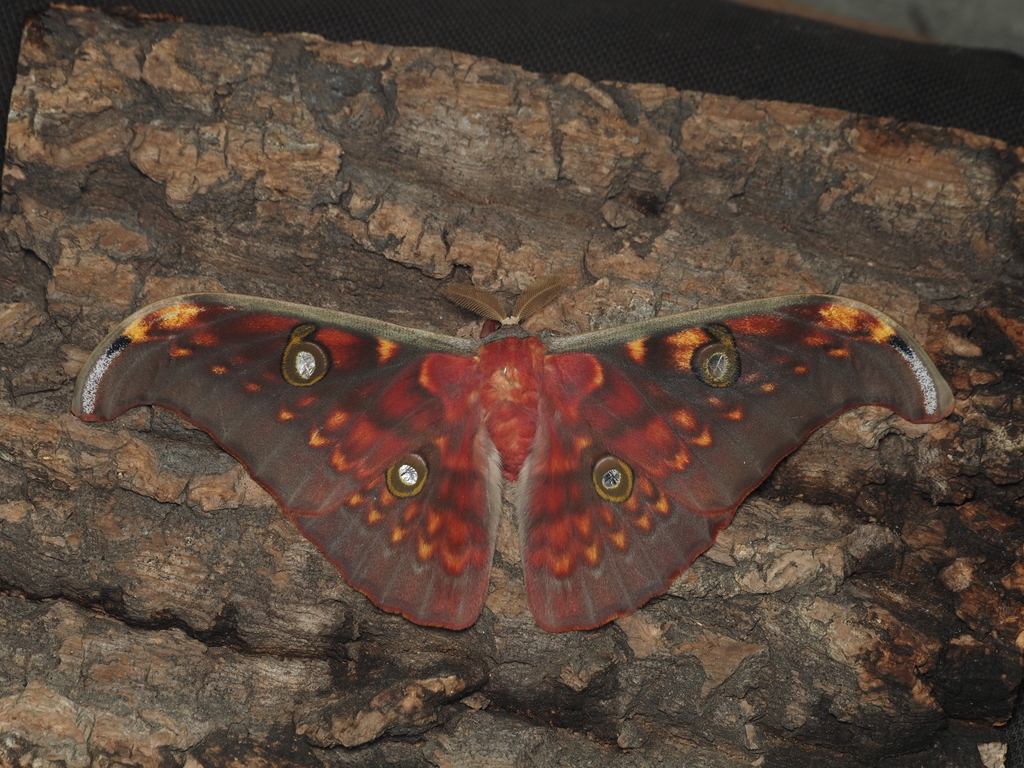 Antheraea philippirissa