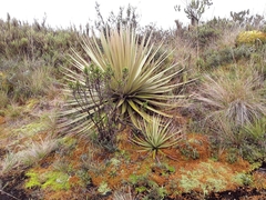 Puya goudotiana