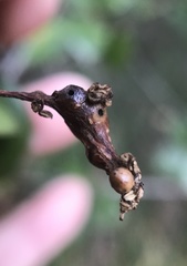 Callirhytis congregata