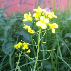 Brassica rapa