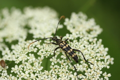 Leptura annularis