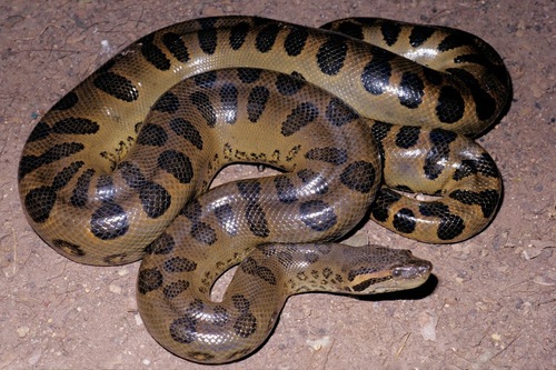 Green Anaconda