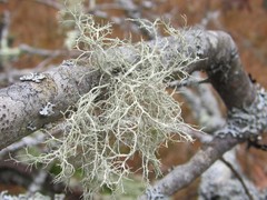 Ramalina willeyi