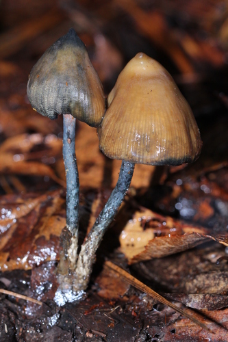drunken mushroom
