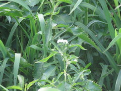 Gymnocoronis spilanthoides