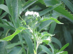 Gymnocoronis spilanthoides