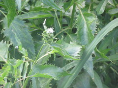 Gymnocoronis spilanthoides