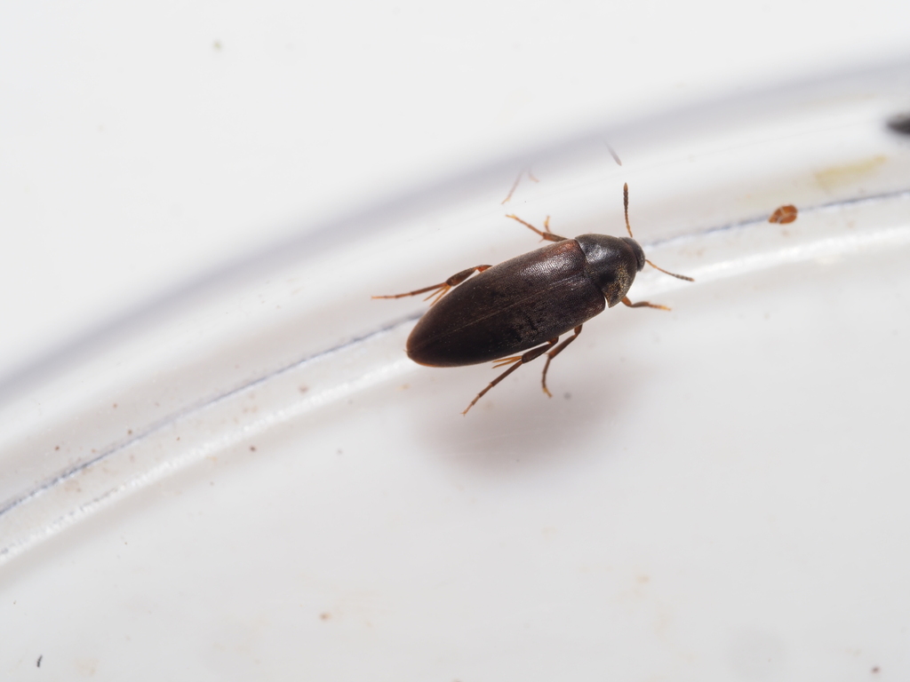 Orchesia minor
