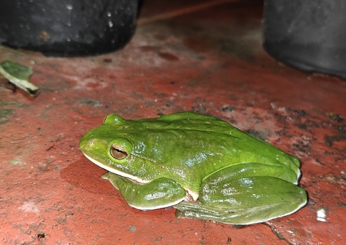 Giant Treefrog, Zhangixalus smaragdinus